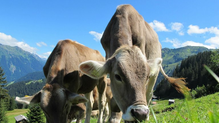 Днес-изтича-срокът-за-доказване-на-реализираното-мляко-от-фермерите,-кандидатствали-за-субсидия